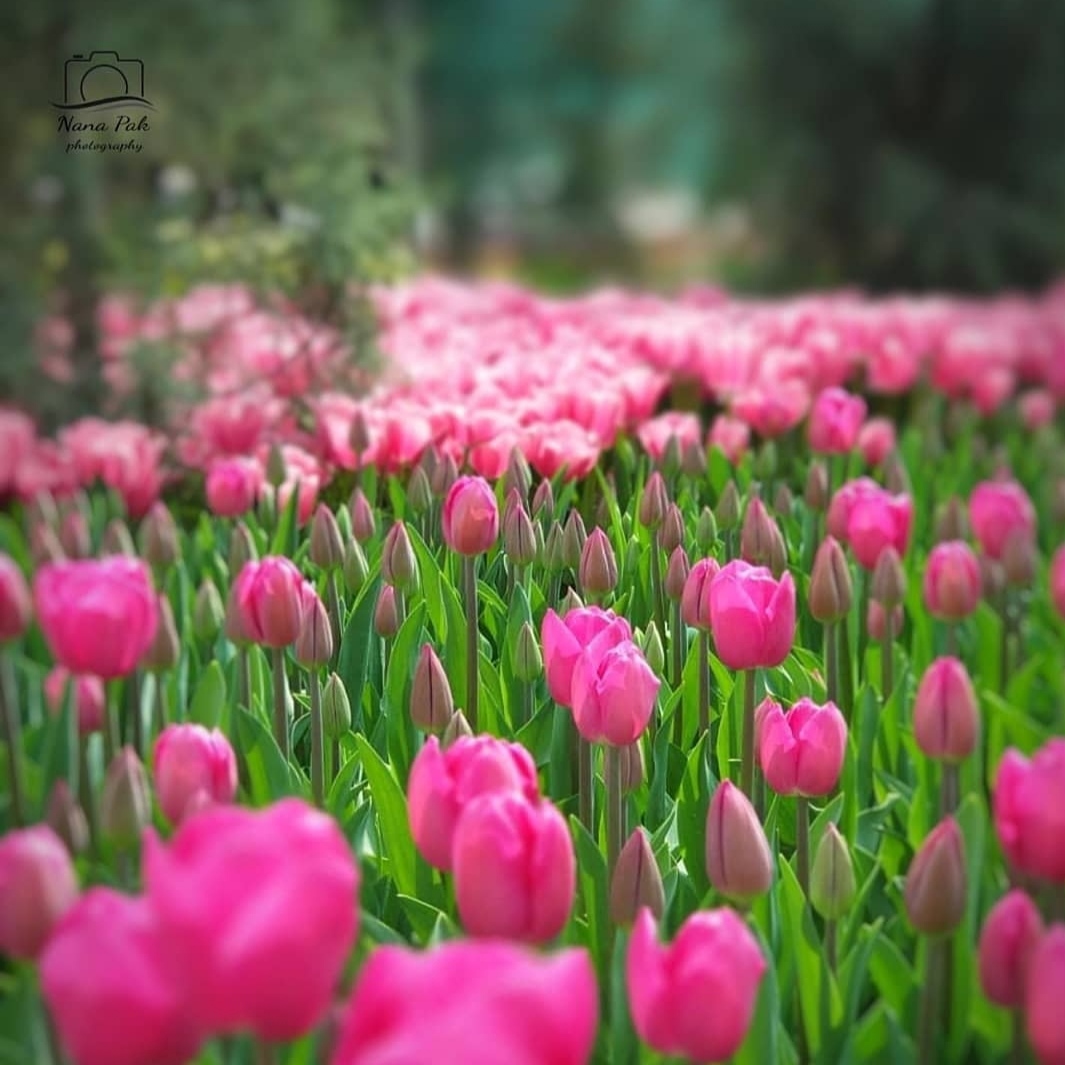 او یوبی مایا مایا مایا مایا